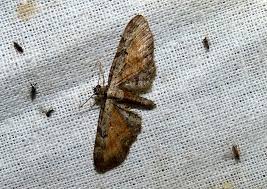 Attēlu rezultāti vaicājumam “Eupithecia icterata”