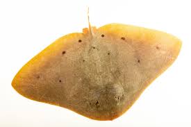 Image result for Gymnura micrura