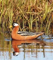 Attēlu rezultāti vaicājumam “Phalaropus fulicarius adult”