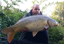 Image result for Alosa mediocris