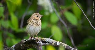 Attēlu rezultāti vaicājumam “Anthus trivialis”