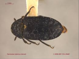 Attēlu rezultāti vaicājumam “Dermestidae”