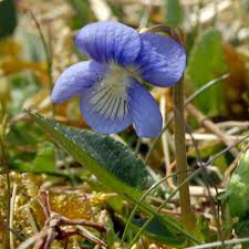 Attēlu rezultāti vaicājumam “Viola canina flower”
