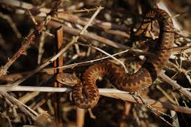 Attēlu rezultāti vaicājumam “Cribraria argillacea young”