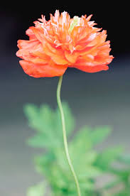 Image result for Meconopsis cambrica