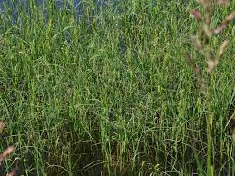 Attēlu rezultāti vaicājumam “Carex atherodes”