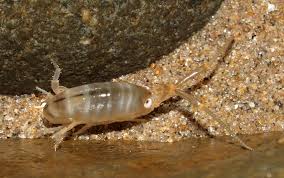 Attēlu rezultāti vaicājumam “Talitrus saltator”