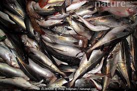 Image result for Pollachius virens