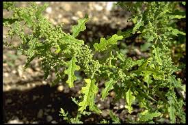 Image result for Chenopodium botrys