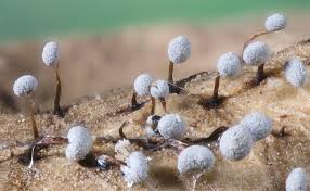 Attēlu rezultāti vaicājumam “Didymium bahiense spores”