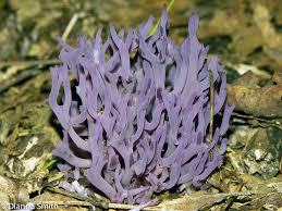 Attēlu rezultāti vaicājumam “Clavaria zollingeri”