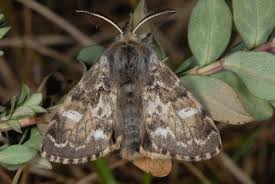 Attēlu rezultāti vaicājumam “Gynaephora selenitica”