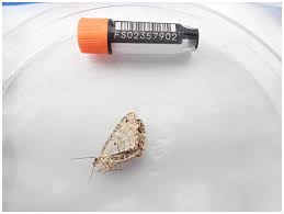 Attēlu rezultāti vaicājumam “Ecliptopera silaceata”