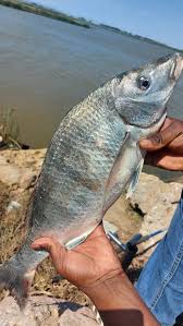 Image result for Lithognathus lithognathus