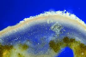 Attēlu rezultāti vaicājumam “Lecanora chlarotera”