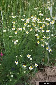 Attēlu rezultāti vaicājumam “Tripleurospermum inodorum flower”