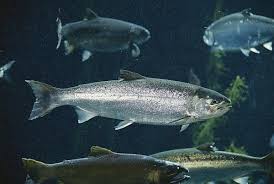 Image result for Oncorhynchus kisutch