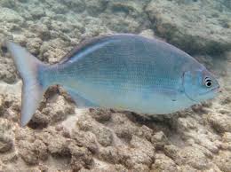 Image result for Kyphosus