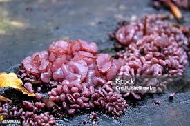 Attēlu rezultāti vaicājumam “Ascotremella faginea”