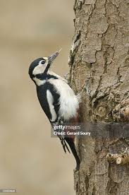 Attēlu rezultāti vaicājumam “Dendrocopos major female”