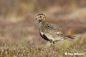 Attēlu rezultāti vaicājumam “Pluvialis apricaria”