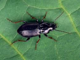 Attēlu rezultāti vaicājumam “Pterostichus oblongopunctatus”