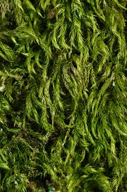 Attēlu rezultāti vaicājumam “Isothecium myosuroides”