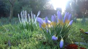 Attēlu rezultāti vaicājumam “Crocus tommasinianus flower”