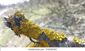 Attēlu rezultāti vaicājumam “Physcia tenella”