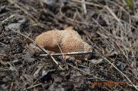 Attēlu rezultāti vaicājumam “Fuligo leviderma spores”