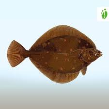 Image result for Pleuronectes platessa