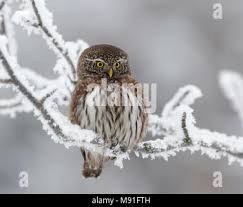 Attēlu rezultāti vaicājumam “Glaucidium passerinum adult”