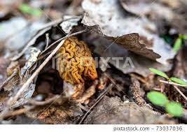 Attēlu rezultāti vaicājumam “Verpa bohemica”