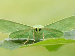 Attēlu rezultāti vaicājumam “Geometra papilionaria”