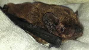 Attēlu rezultāti vaicājumam “Nyctalus leisleri”