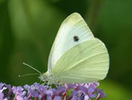 Attēlu rezultāti vaicājumam “Pieris rapae”