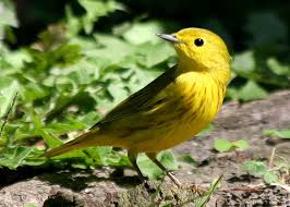 Image result for Dendroica petechia