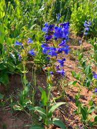 Image result for Penstemon