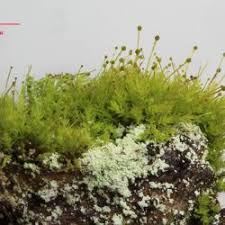 Attēlu rezultāti vaicājumam “Bryales”