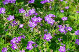 Attēlu rezultāti vaicājumam “Geranium sylvaticum”