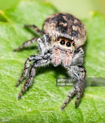 Attēlu rezultāti vaicājumam “Xanthogramma sp. male”