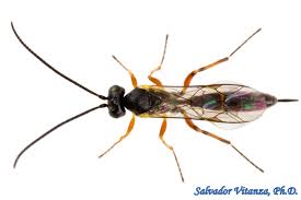 Attēlu rezultāti vaicājumam “Ichneumonidae imago”