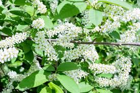 Attēlu rezultāti vaicājumam “Prunus padus var. roseiflora flower”