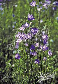 Image result for Campanula persicifolia