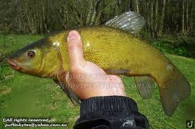 Image result for Tinca tinca