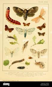 Attēlu rezultāti vaicājumam “Canephora hirsuta larva”