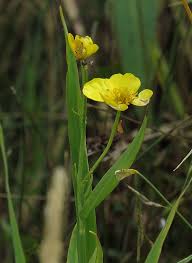Attēlu rezultāti vaicājumam “Ranunculus lingua leaf”