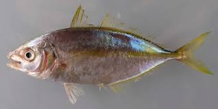 Image result for Pseudocaranx dentex