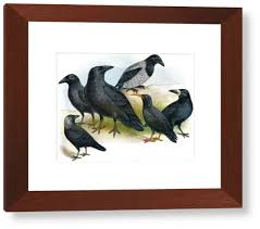 Attēlu rezultāti vaicājumam “Corvidae”