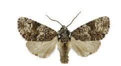 Attēlu rezultāti vaicājumam “Craniophora ligustri larva”